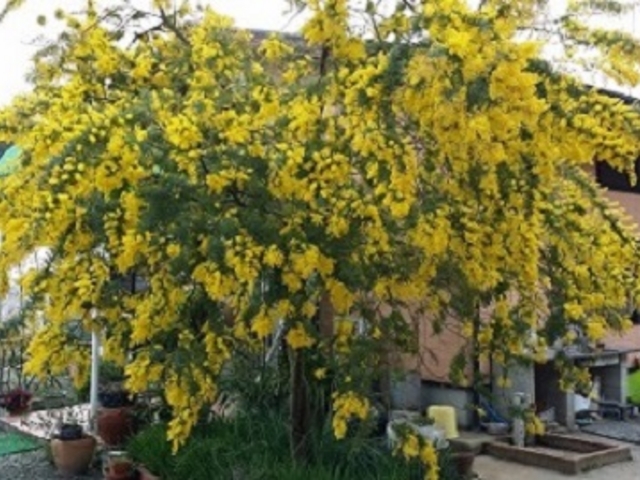 �_�ƃ��X�g�����@�܂˂��L�i�_�Ƒ̌��j