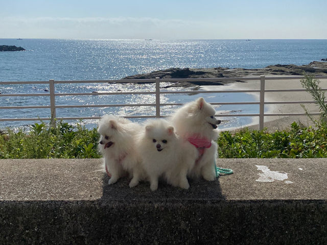 �I�t��ł������p��������_beach location