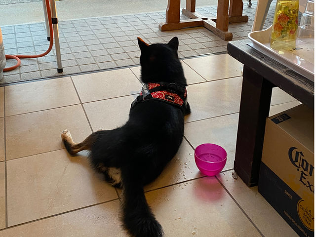 ��񂱂����U���r���ɂ܂�����_beach location