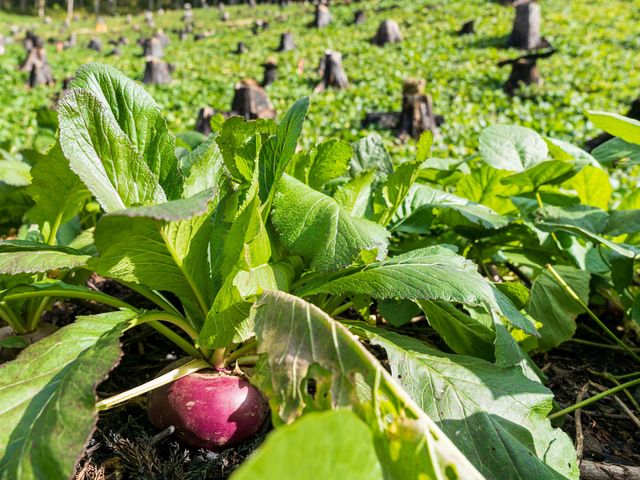 ���_��̏Ĕ����݂��ԂŒЂ������̌�_Green Blue ����