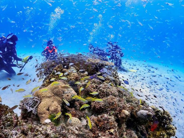 ���c�ǊԂ̊C�ɂ����Ȃ��C����i�ɂ��ē����܂�_�V�[�}�b�N�X�_�C�r���O�N���u����