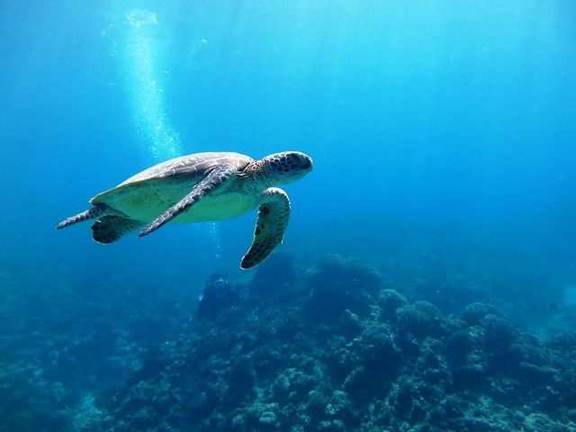 ���C������������A�E�~�K���������ł�݂����Ɂ�_�V�[�}�b�N�X�_�C�r���O�N���u����