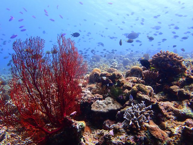 �������x���Q�̊C�̒��́A�܂�ŗ��{��̐��E��_�V�[�}�b�N�X�_�C�r���O�N���u����