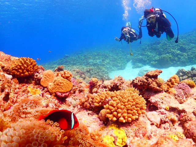 ���ߔe����͂P���c�A�[�ł����s���Ȃ��u�c�Ǌԏ����E�~�V��������c���G���A�v�̊���_�V�[�}�b�N�X�_�C�r���O�N���u����