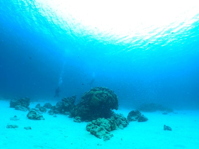 �����n�ł̃_�C�r���O�͌��z�I��_�V�[�}�b�N�X�_�C�r���O�N���u����