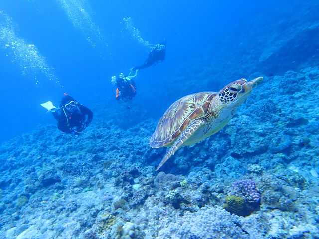 ���D��ɉj���E�~�K���Ƃ̃_�C�r���O��_�V�[�}�b�N�X�_�C�r���O�N���u����