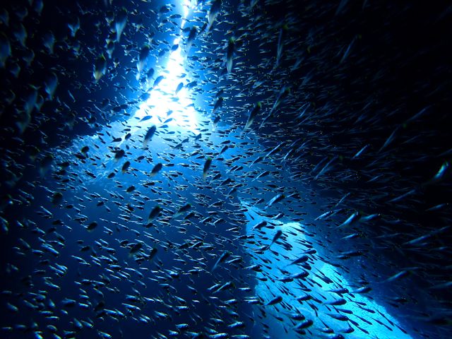 �������ɂ����Ȃ��F�����悤��_�V�[�}�b�N�X�_�C�r���O�N���u����