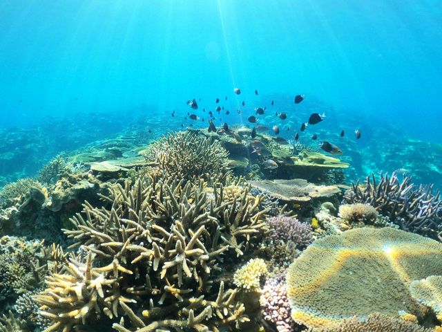 ����i�̃T���S�����厩�R�̒��Ő����Ă��܂���_�V�[�}�b�N�X�_�C�r���O�N���u����