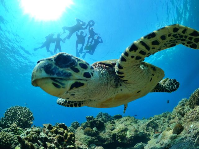 ���E�~�K���Ƃ̃����f�u�[�����m���Ł�_�V�[�}�b�N�X�_�C�r���O�N���u����