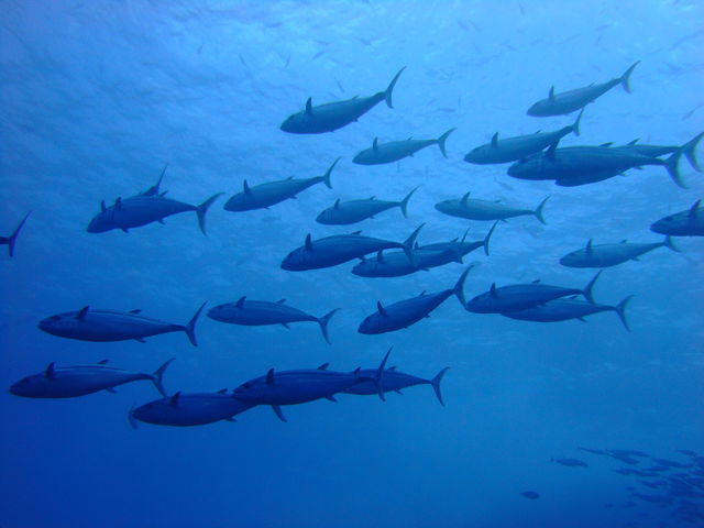 ���Q�̂��ʂ�ł�_�_�C�r���O�V���b�vBLUEZONE