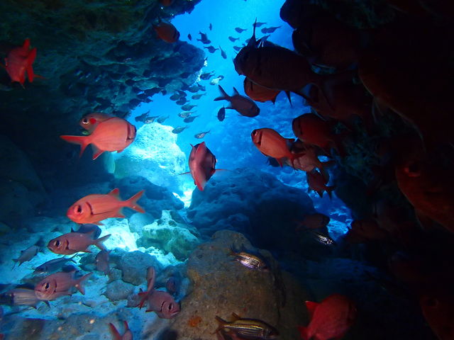 �������̍������݂�������_�_�C�r���O�V���b�vBLUEZONE