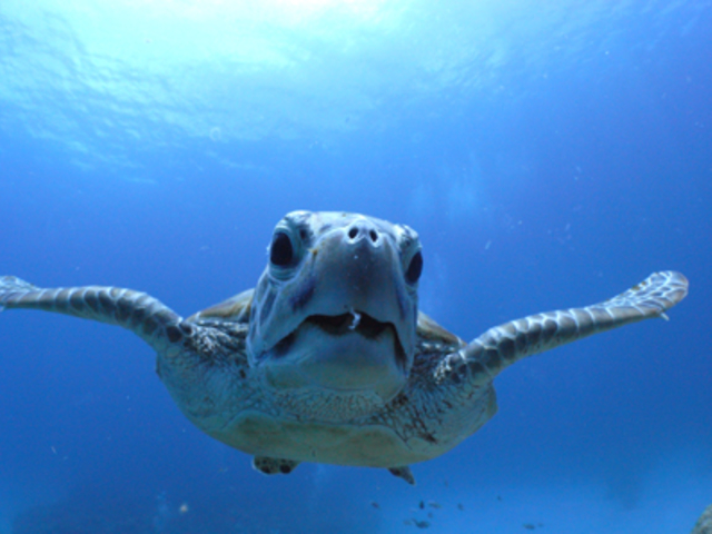 �E�~�K���̕����炲���A��_�_�C�r���O�V���b�vBLUEZONE