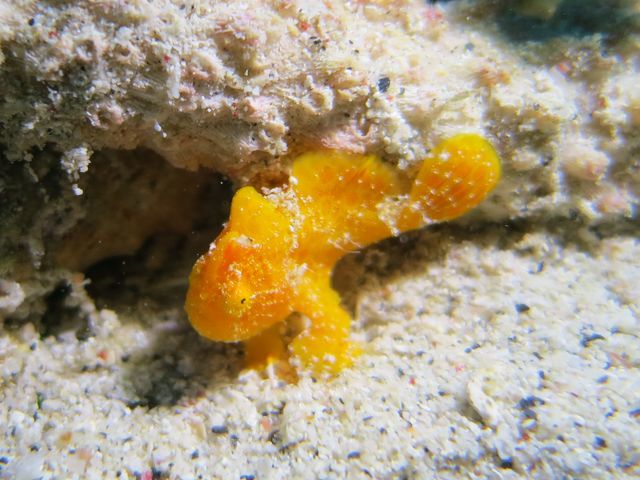 �J�G���A���R�E_�_�C�r���O�V���b�vBLUEZONE