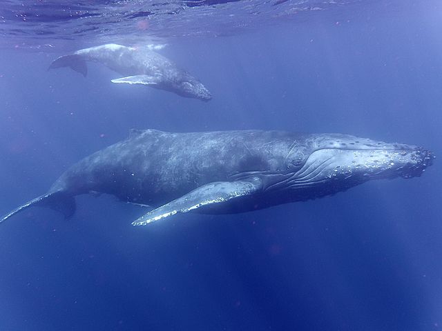 �U�g�E�N�W���e�q�̃X�C�����K���ώ@_�_�C�r���O�V���b�vBLUEZONE