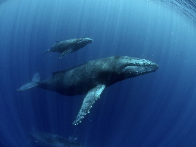 �z�G�[���X�C���`�����X_�_�C�r���O�V���b�vBLUEZONE