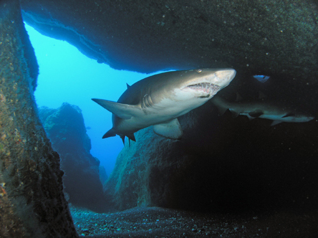 シロワニ_パパスダイビングスタジオ