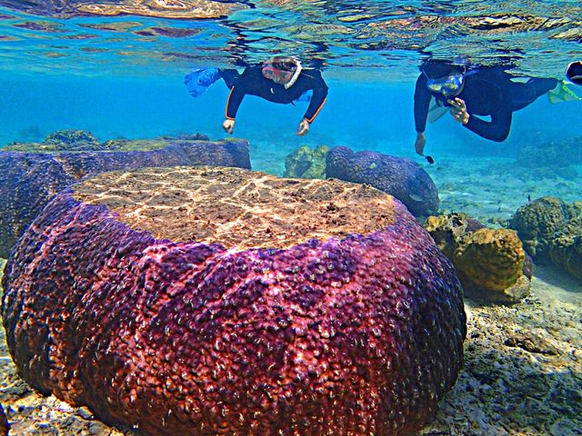 �傫�ȃT���S�����͖��_�I_����l�C�`���[�R�[�f�l�[�g�E�A���_�S