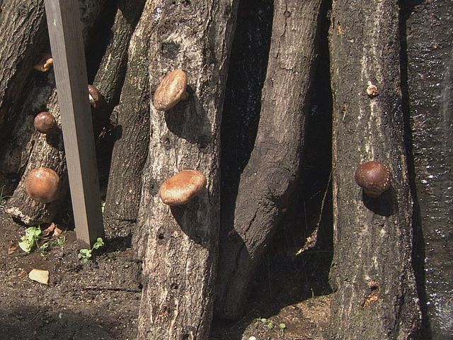 ���񂹂񂵂������M�������[_���m�Y����@�l�G�̓��@�r�A�H�[