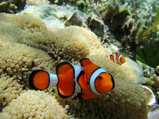 �V���m�[�P�����O�ɂ�_�����J���b�Nfuku