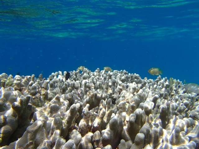 ���r�G�_�n�}�T���S_�����J���b�Nfuku