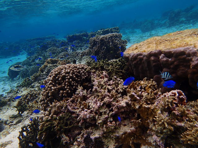 �u���[�̃X�Y���_�C����񂽂��ɖ�����܂���_�t���[�_���A�h�x���`���[ �����u���t�B�b�V��