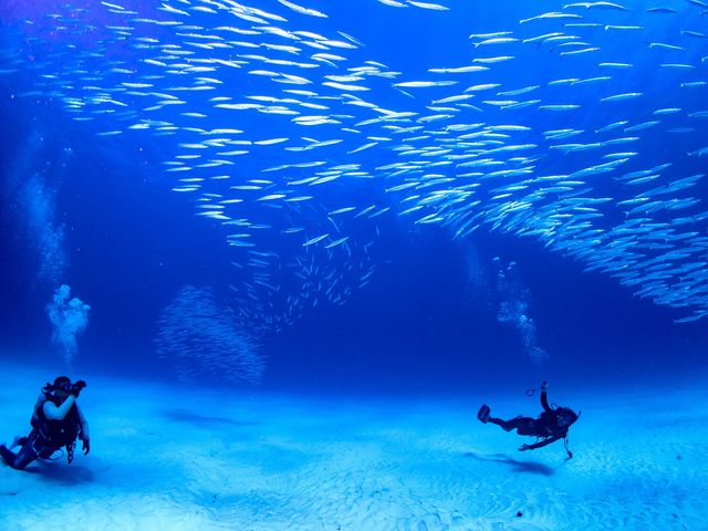 �����ɂ��l�G������H�H���̎��X�̌��ǂ�����I_�A���t�@�_�C�u�k�J�X