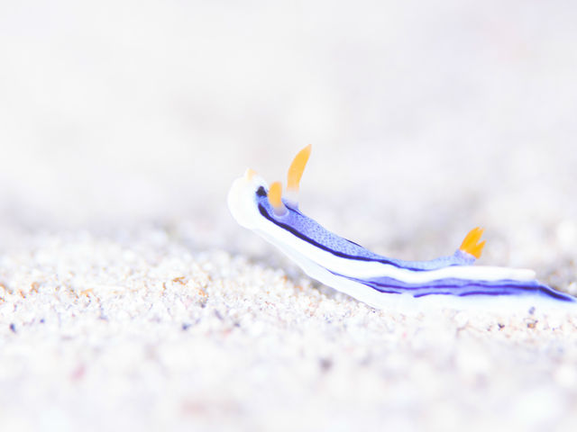 �}�N�����y���߂�C_�A���t�@�_�C�u�k�J�X