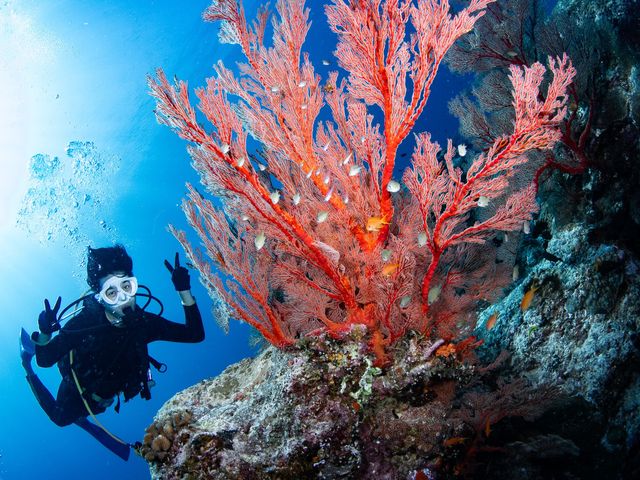 �c�ǊԂȂ�ł̖͂��͂��R�Љ�B_�A���t�@�_�C�u�k�J�X