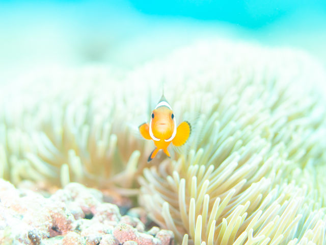 �ʐ^���B�肽���������N�G�X�g����܂��B_�A���t�@�_�C�u�k�J�X