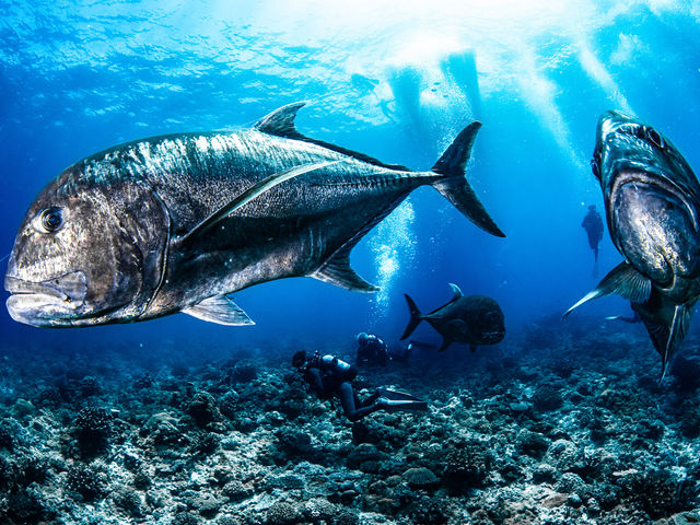 �啨�ɏo����Ƃ����΂��΁I_�A���t�@�_�C�u�ǒJ�X