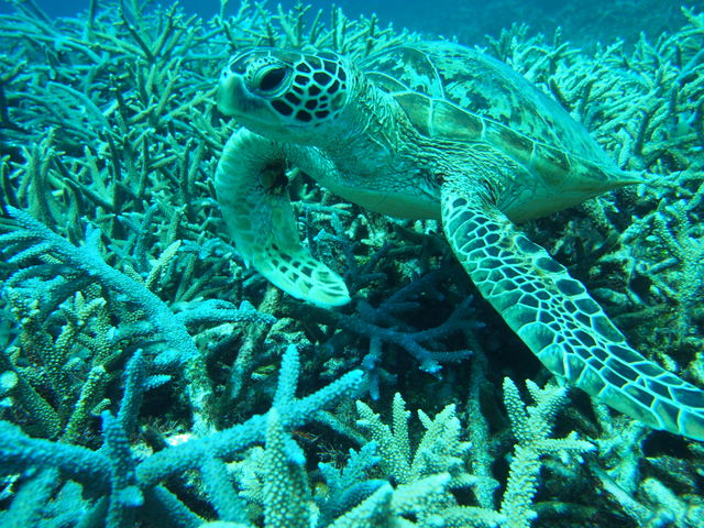 Ocean guide the �� calm