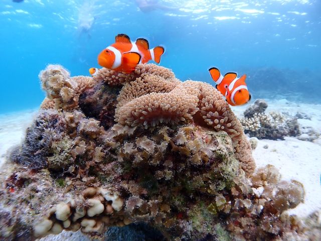 �u���[���O�[���Ί_��