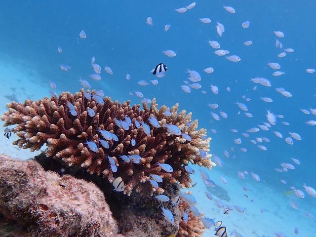 �u���[���O�[���Ί_��