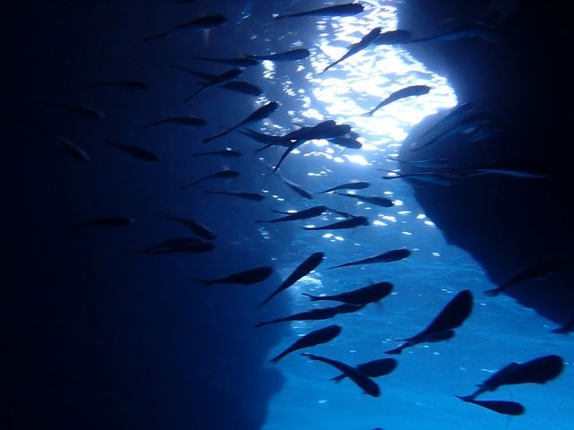 青の洞窟内も魚がいっぱい！_B-nature