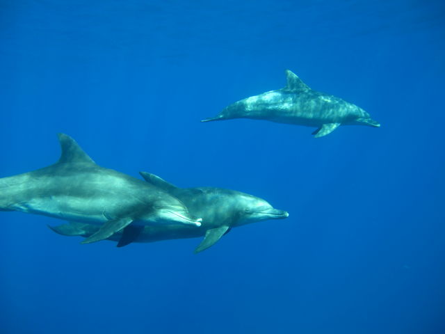 �C���J�ɂ���邩���I�H_�_�C�r���O�X�N�[���@�J�C�����A