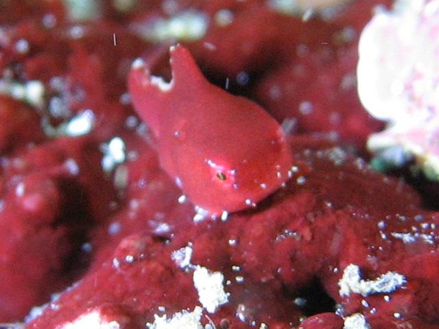 ���w�̐�قǂ̃_���S�E�I�I_�_�C�r���O�X�N�[���@�J�C�����A