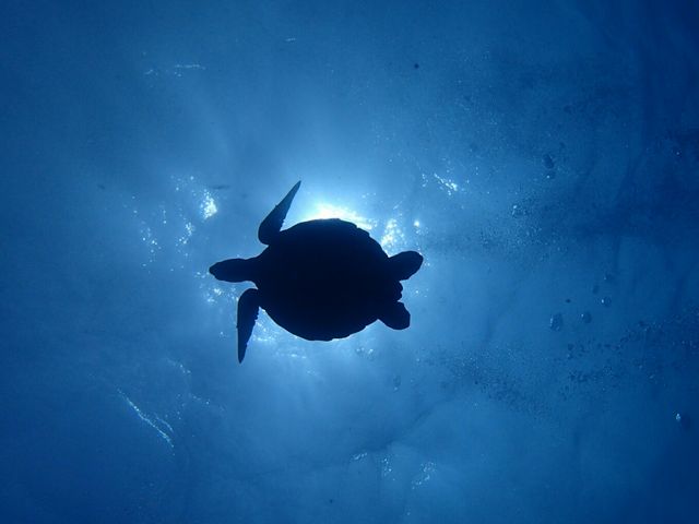 �J�C�����A�̃��S�}�[�N�̌��I_�_�C�r���O�X�N�[���@�J�C�����A