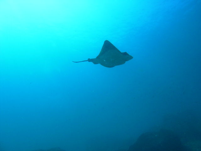 �����͂R�U�O�x�y���߂܂��I_�_�C�r���O�X�N�[���@�J�C�����A