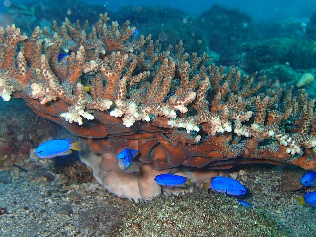 �M�ы��̂������ځI_�_�C�r���O�X�N�[���@�J�C�����A