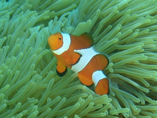 �j���̃��f���A�J�N���N�}�m�~�I_�_�C�r���O�X�N�[���@�J�C�����A