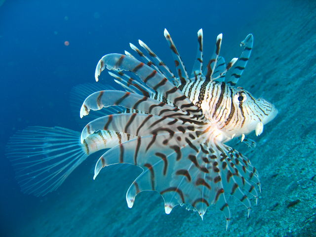 �������ȋ��h�A�~�m�J�T�S�I_�_�C�r���O�X�N�[���@�J�C�����A