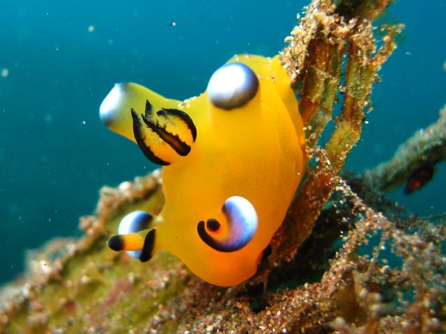 �s�J�`���E�ƌĂ΂��E�f�t���c�m�U���E�~�E�V�i�L�̒��ԁj�ł��I_�_�C�r���O�X�N�[���@�J�C�����A