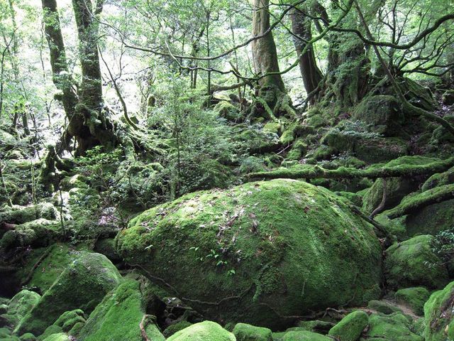 ���v���R��