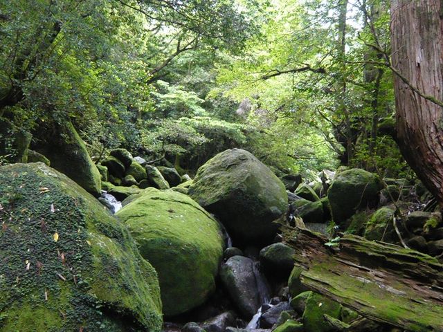 ���v���R��