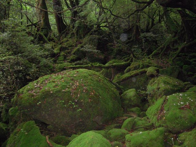 ���v���R��