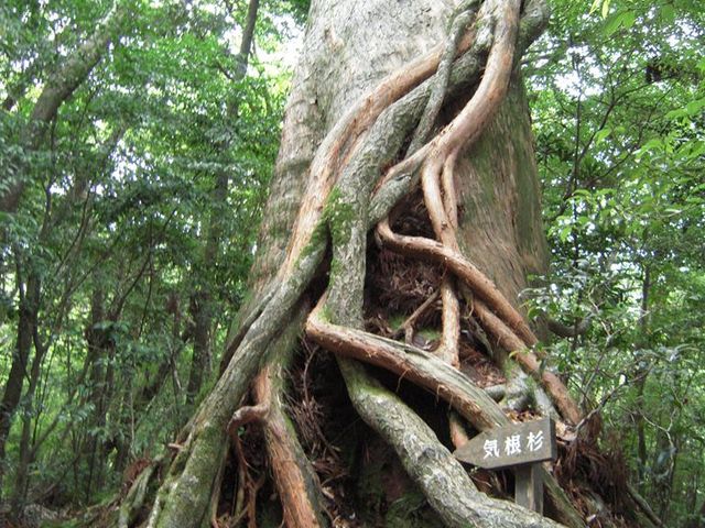 ���v���R��