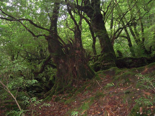 ���v���R��