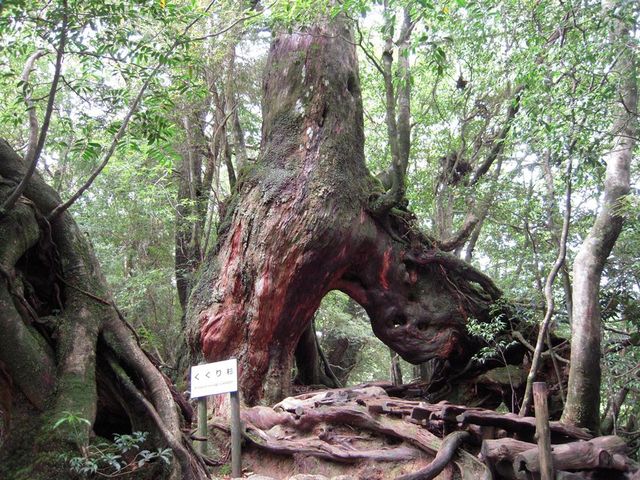 ���v���R��