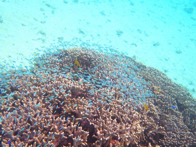 �C���̐��E�����͓I�I_SUP�E�N���A�J���b�N Nice Time Okinawa