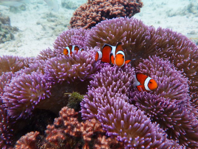 ���킢���j���ɂ���邩���I�I_SUP�E�N���A�J���b�N Nice Time Okinawa